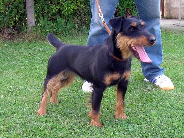 doli